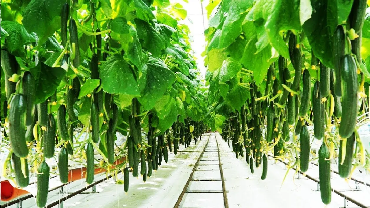 Long rows of cucumbers hanging from high-wire vines