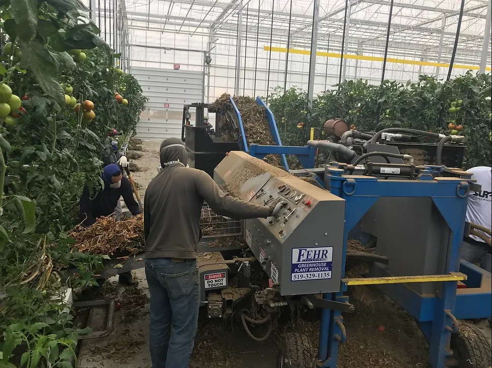 Fehr crew members operating a shredding machine between rows of tomato plants