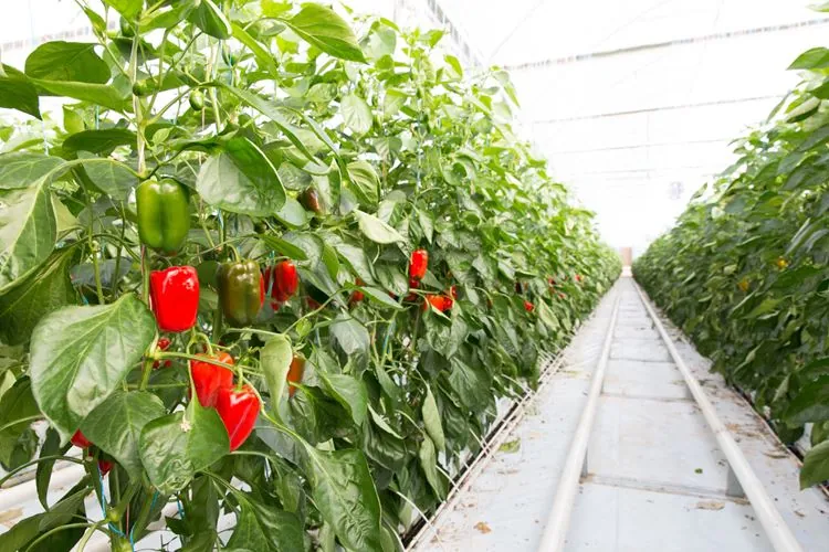 Pepper plants with red and green peppers in a greenhouse