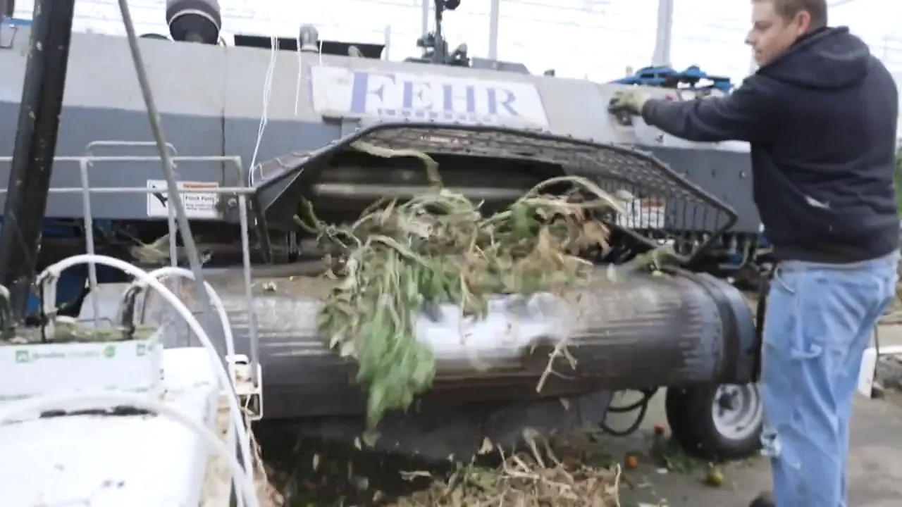 An operator feeding spent plants into a Fehr shredding machine