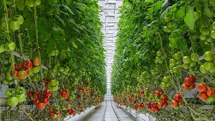 Rows of greenhouse tomato vines ready for harvest
